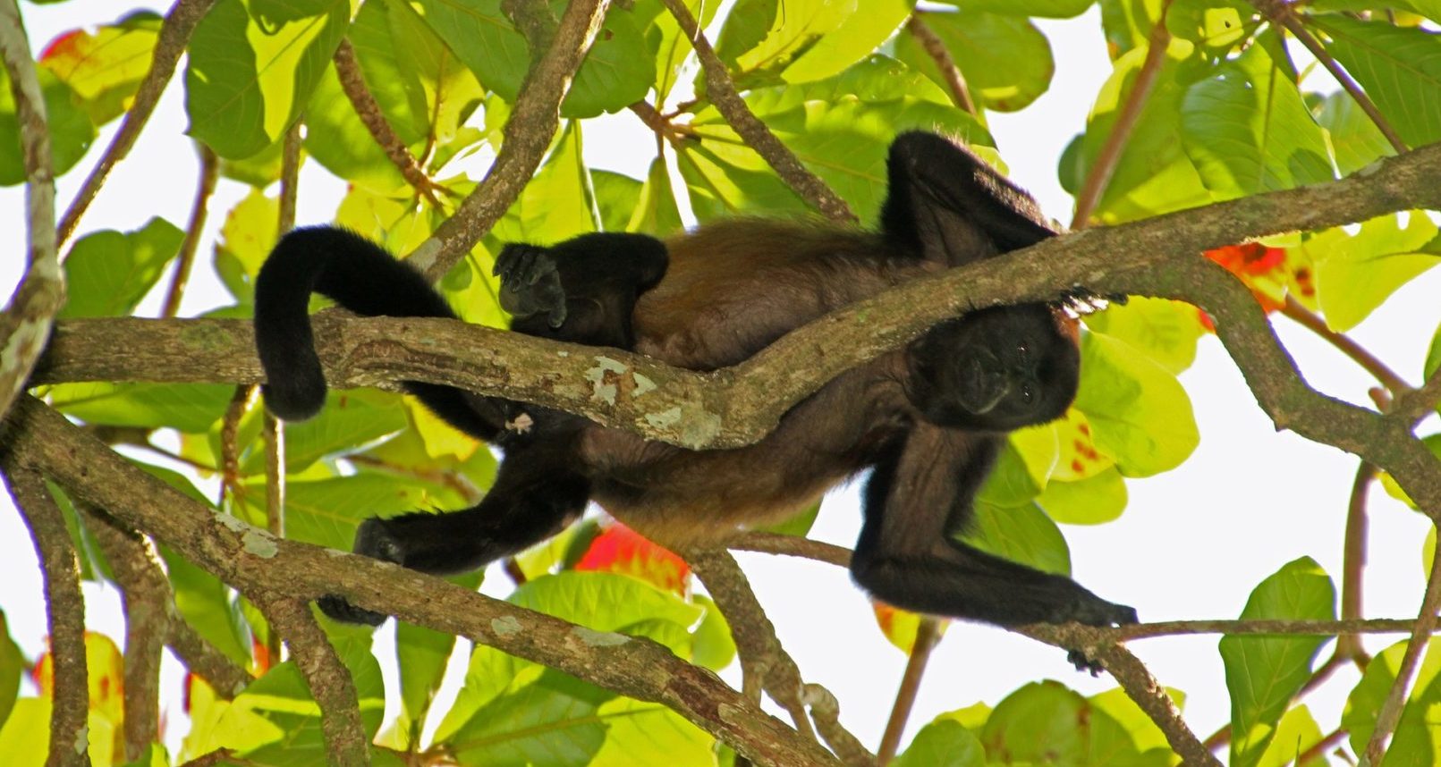 Cahuita Nationalpark Costa Rica