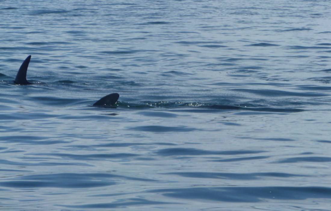 Dolphin Bay und Inselhopping
