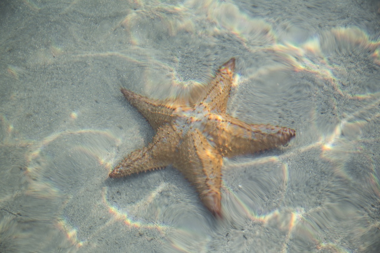 Starfish Beach Bocas del Toro