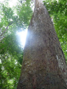 Baumriesen im Tayrona Nationalpark Kolumbien