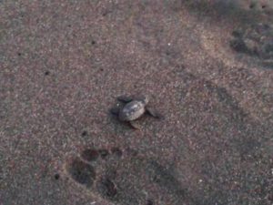 Schildkröten am Strand in Monterrico Guatemala
