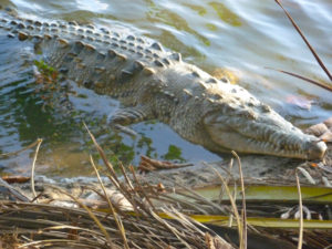 Krokodil im Tayrona Nationalpark backpacking kolumbien