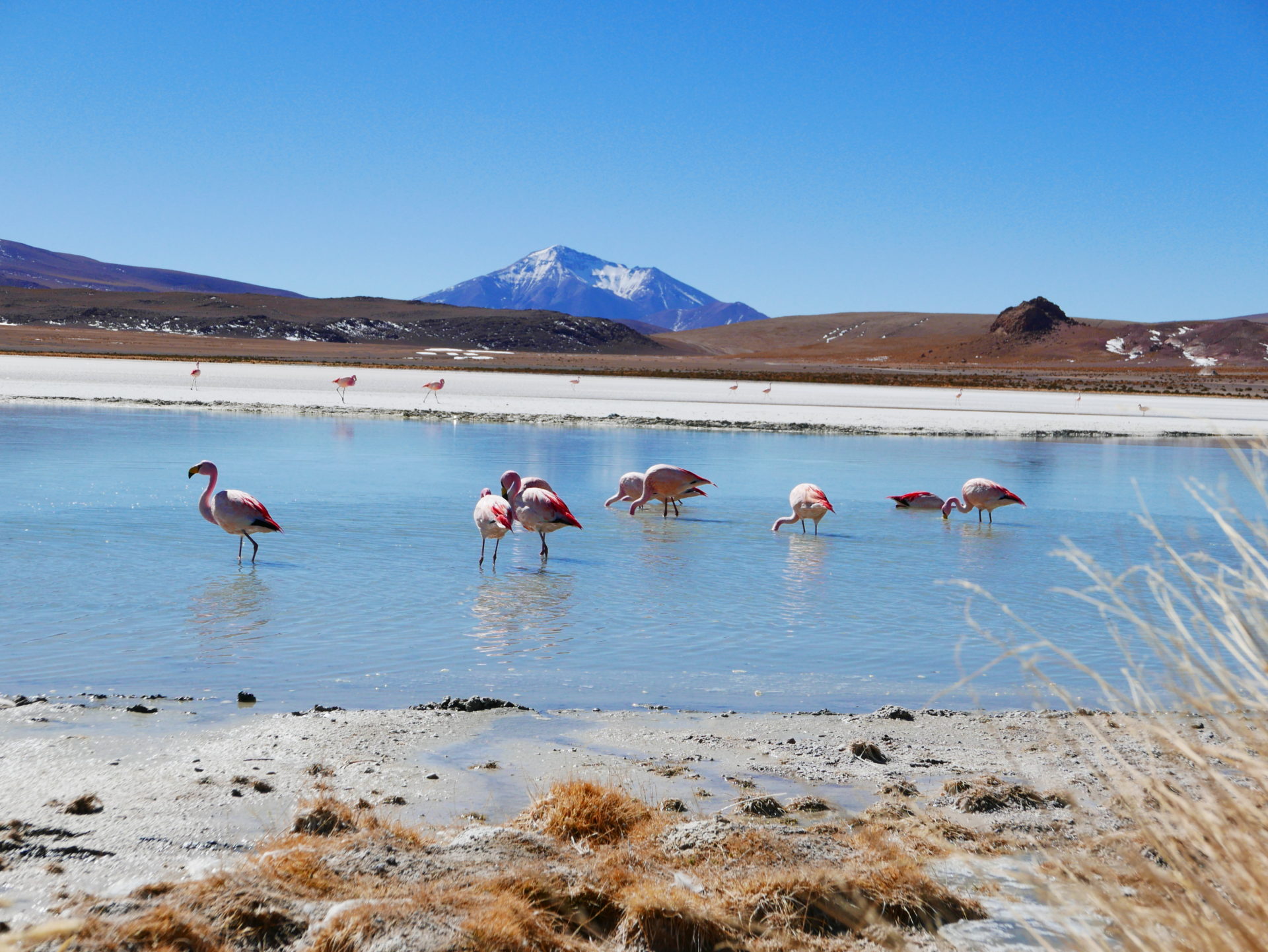 Flamingos an der Laguna Colorado