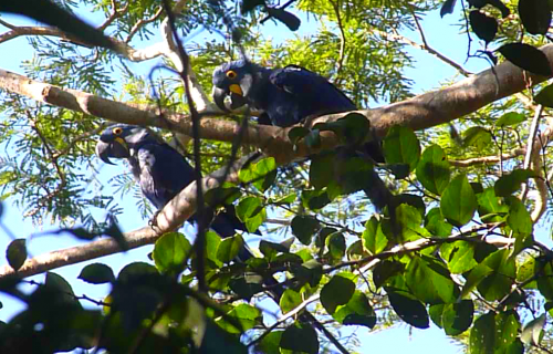 Das Pantanal – unglaubliche Tierwelt in der artenreichsten Region der Erde